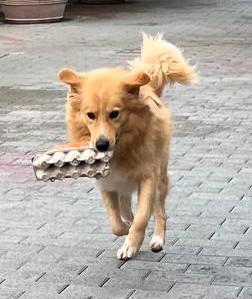 Dior Cagnolino Fulvo